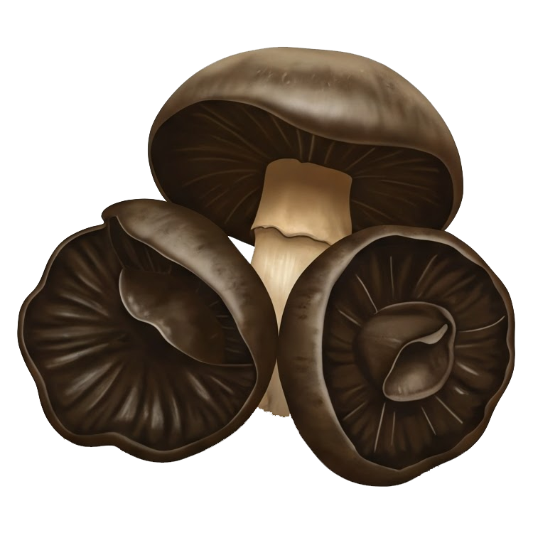 black mushroom แปลว่า เห็ดหอม