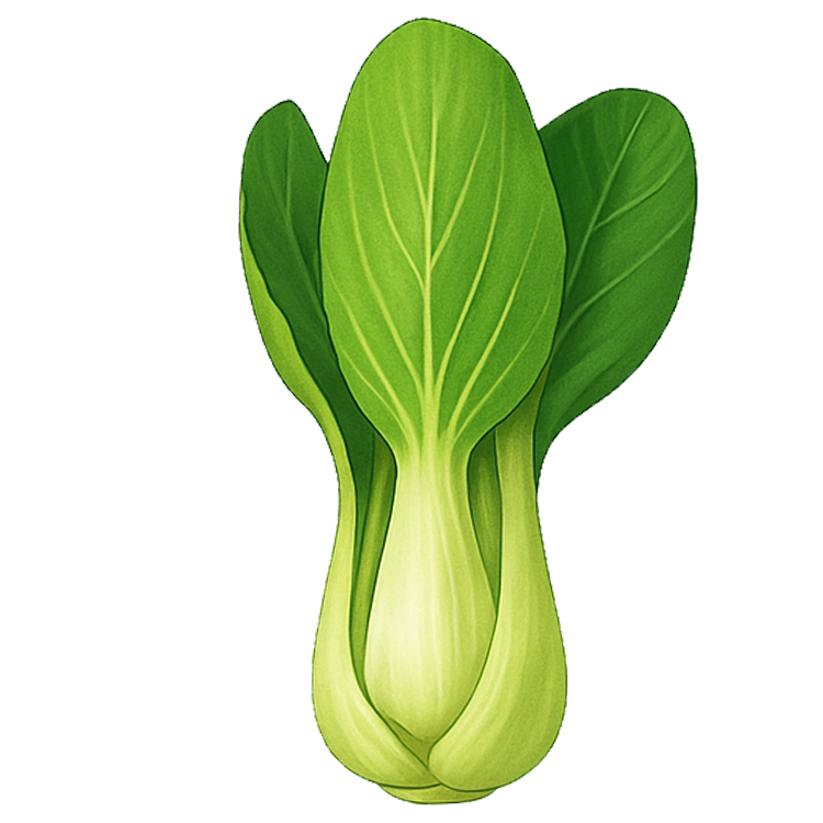 bok choy แปลว่า ผักกาดกวางตุ้ง