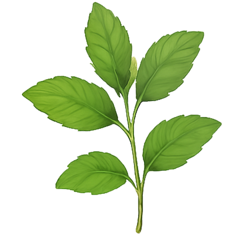 holy basil แปลว่า ใบกะเพรา