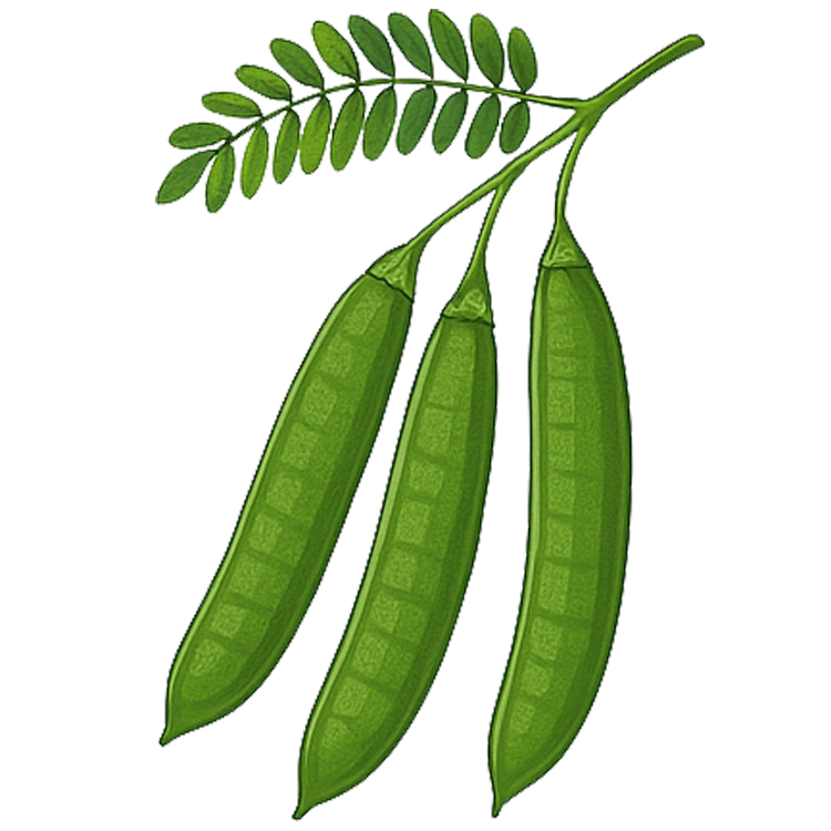 horse tamarind แปลว่า กระถิน