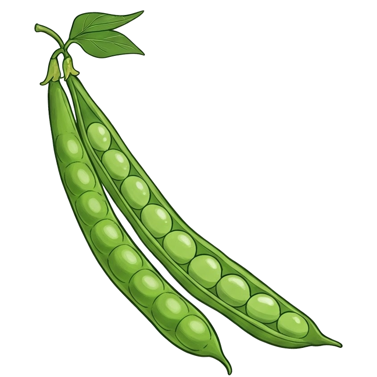 long bean แปลว่า ถั่วฝักยาว