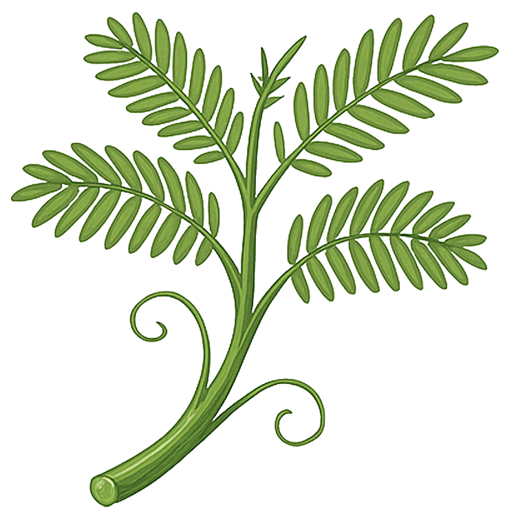 water mimosa แปลว่า ผักกระเฉด