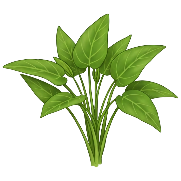 water spinach แปลว่า ผักบุ้ง