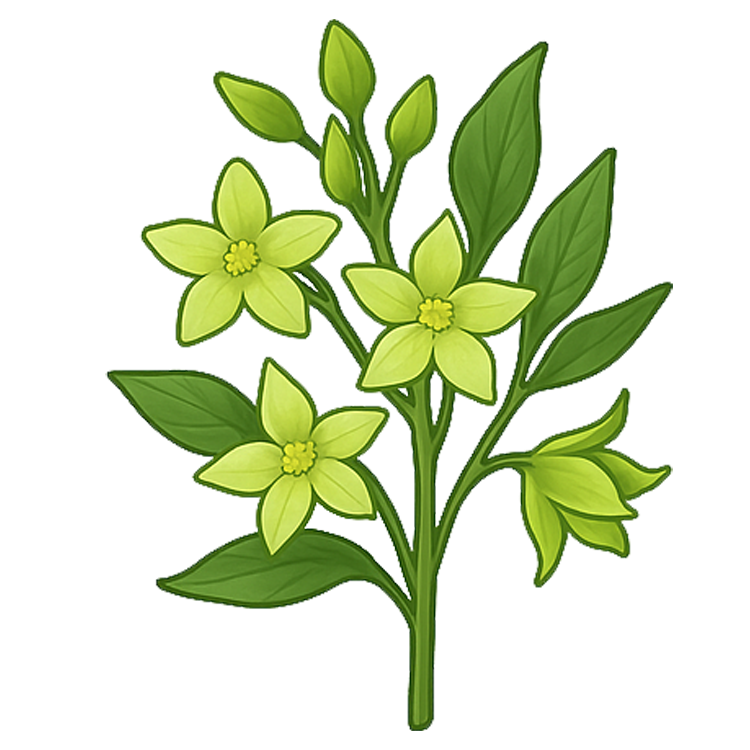 cowslip creeper แปลว่า ดอกขจร