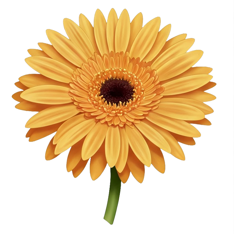 gerbera แปลว่า ดอกเยอบีร่า