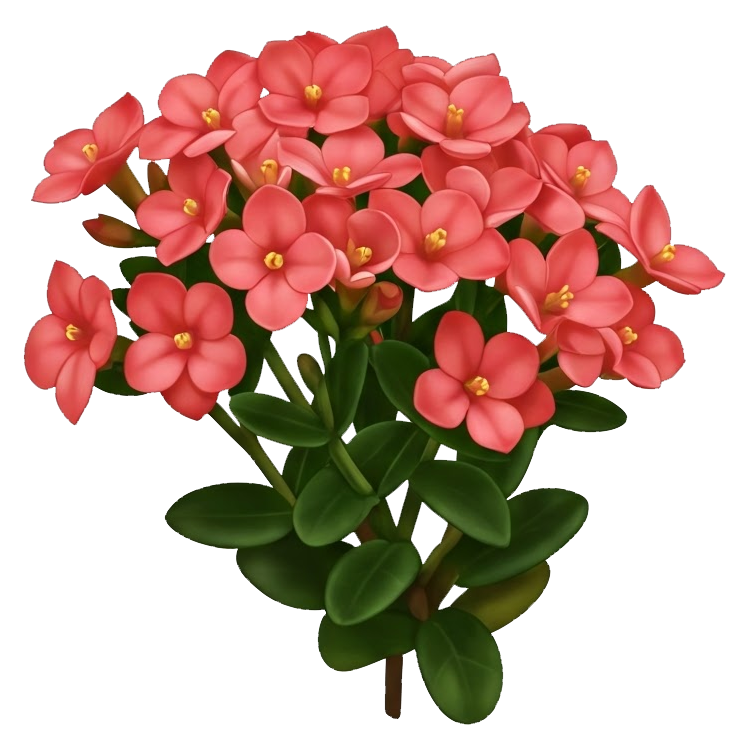 kalanchoe แปลว่า ดอกกุหลาบหิน