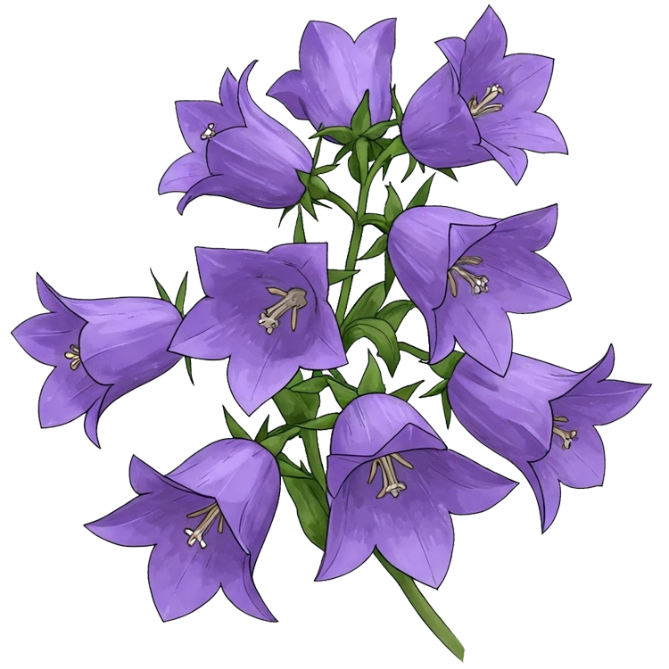 scrophulariaceae แปลว่า ดอกแววมยุรา