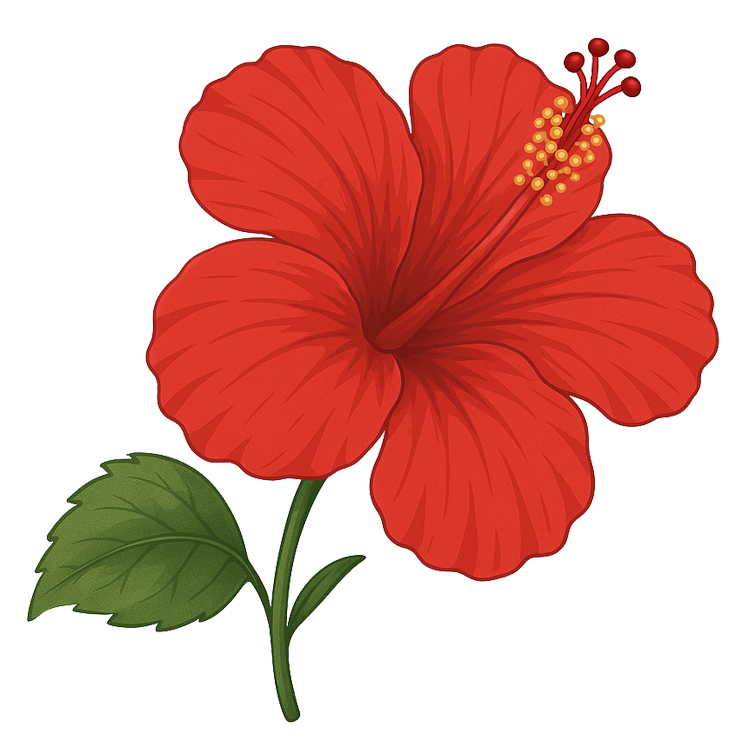 shoe flower แปลว่า ดอกชบา