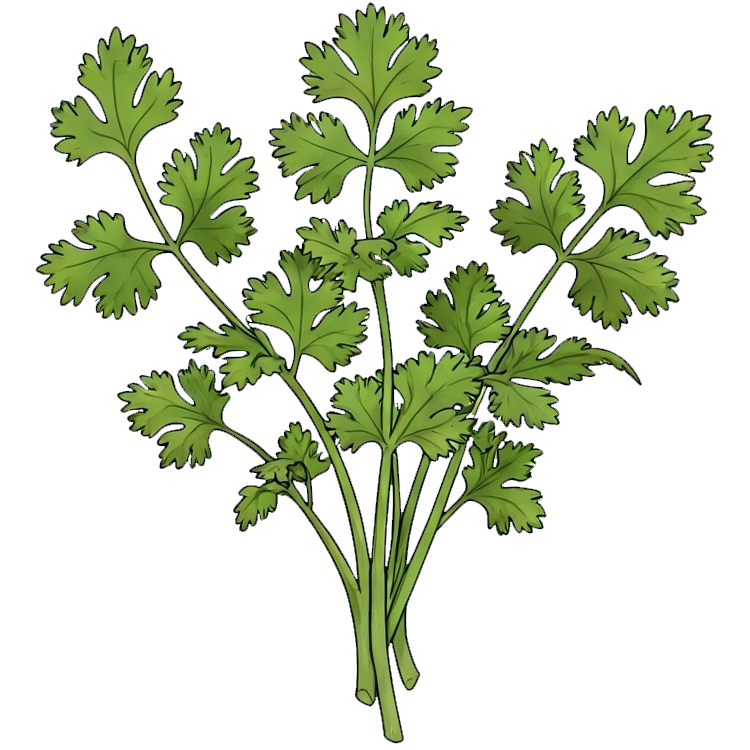 coriander แปลว่า ผักชี