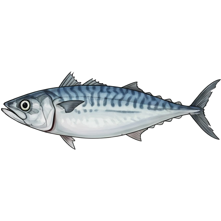 mackerel แปลว่า ปลาแมกเคอเรล