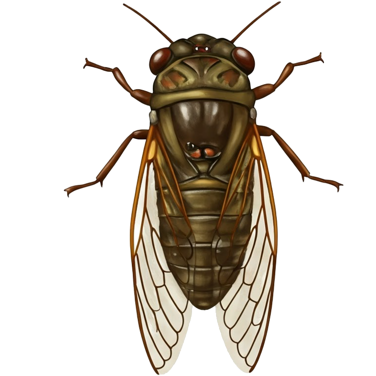 cicada แปลว่า จักจั่น