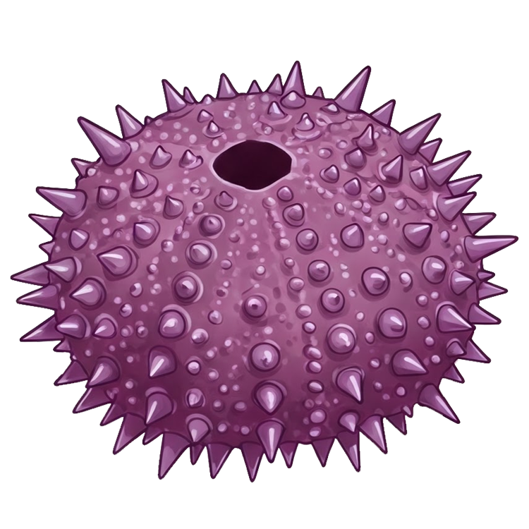 sea urchin แปลว่า หอยเม่น