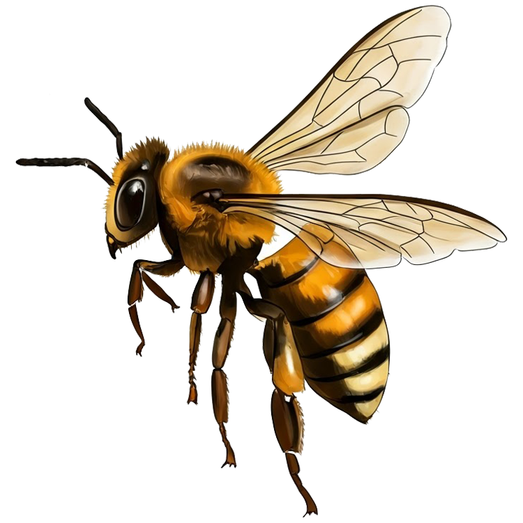 bee แปลว่า ผึ้งตัวเมีย