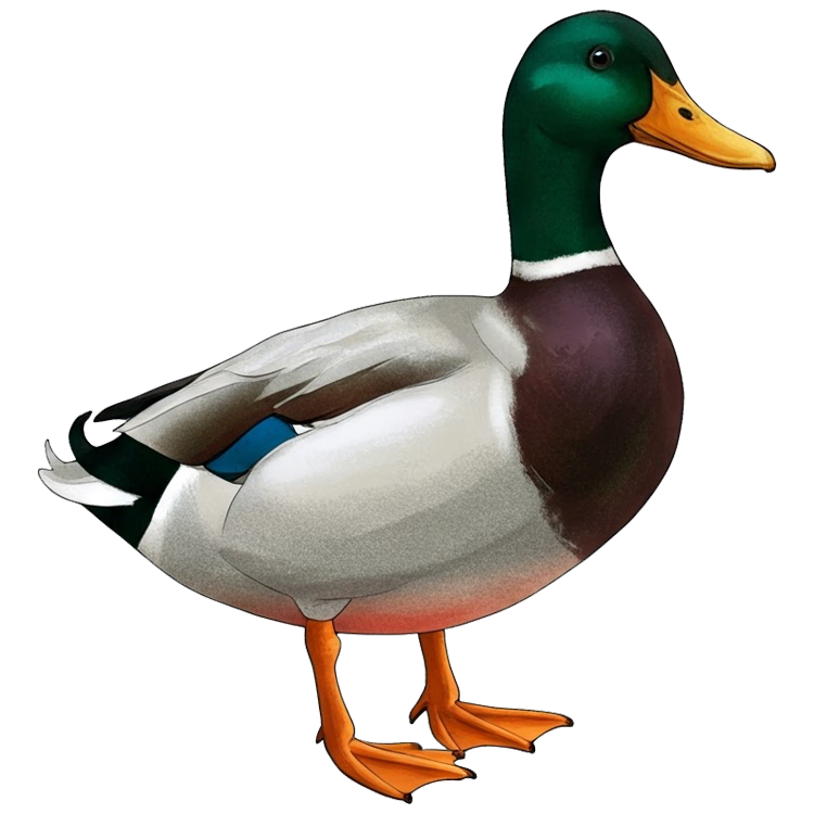 drake แปลว่า เป็ดตัวผู้