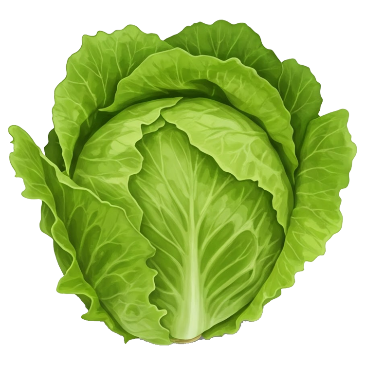 lettuce แปลว่า ผักกาดหอม