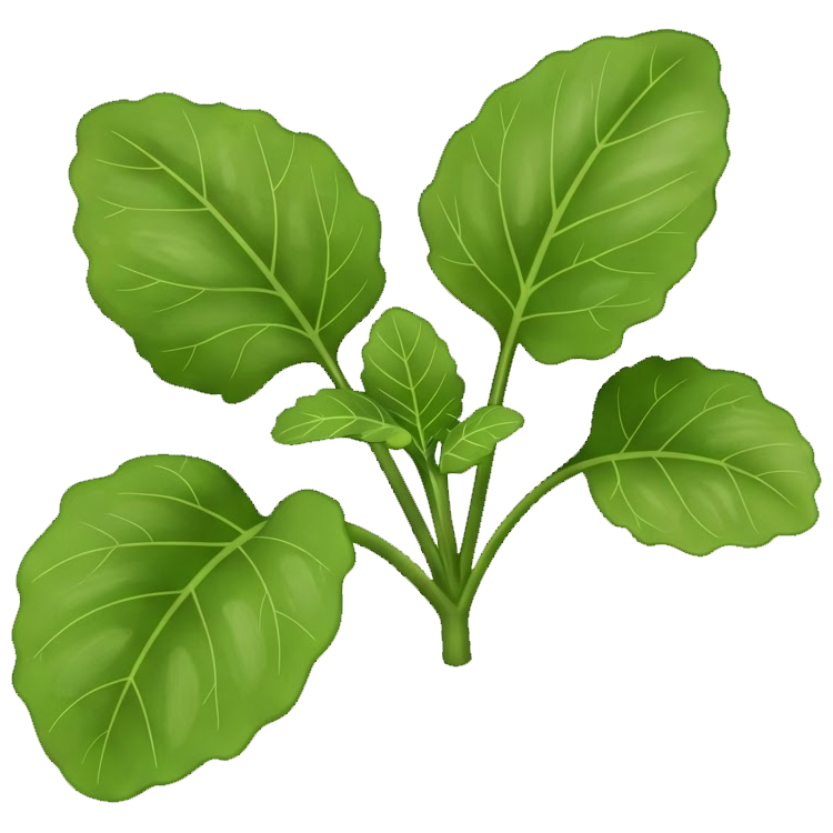 apium แปลว่า ผักตังโอ๋