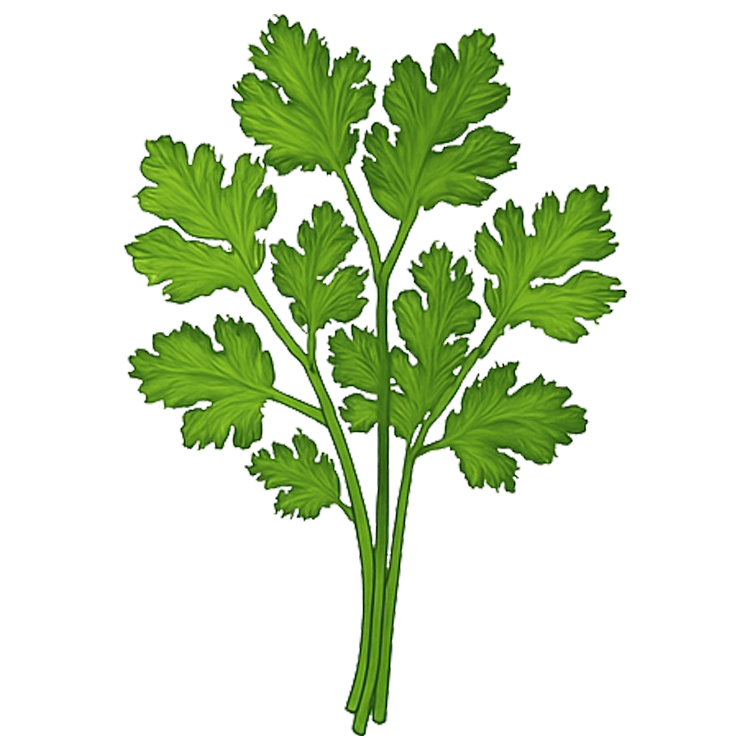 coriander แปลว่า ผักชี