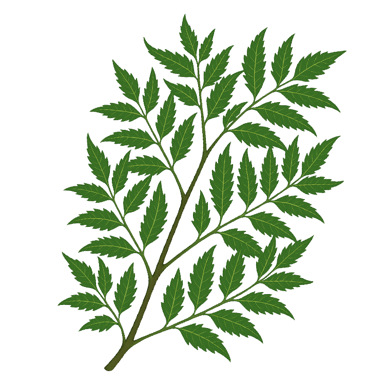 margosa แปลว่า สะเดา