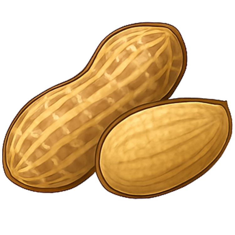 ground nut แปลว่า ถั่วลิสง