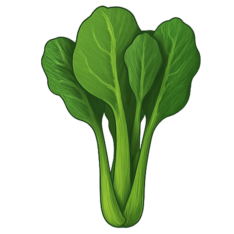 chinese broccoli แปลว่า คะน้า