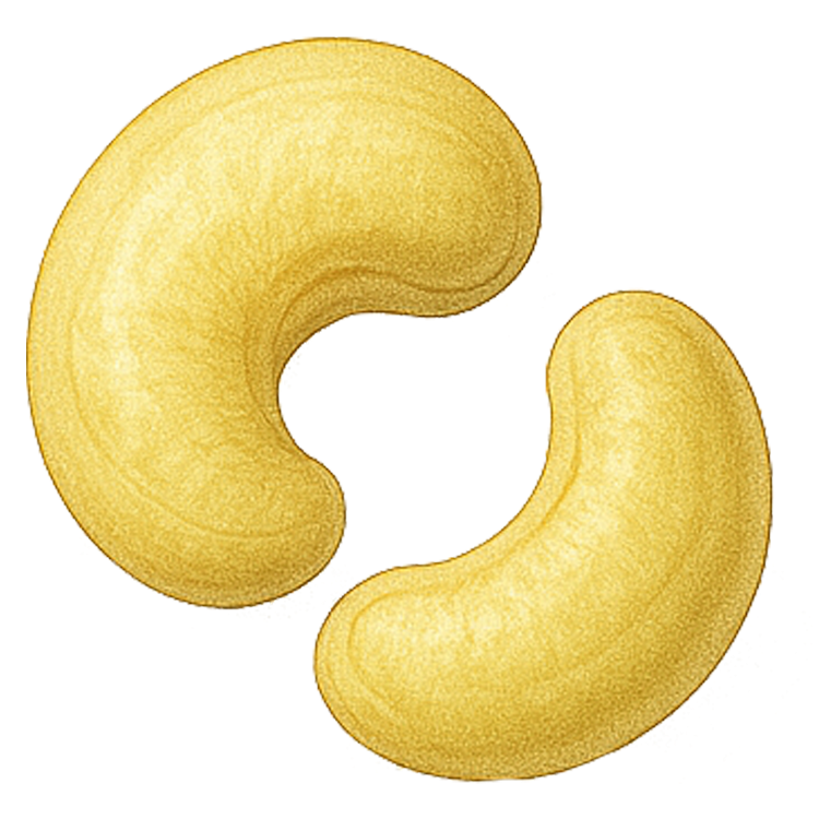 cashew nut แปลว่า เม็ดมะม่วงหิมพานต์