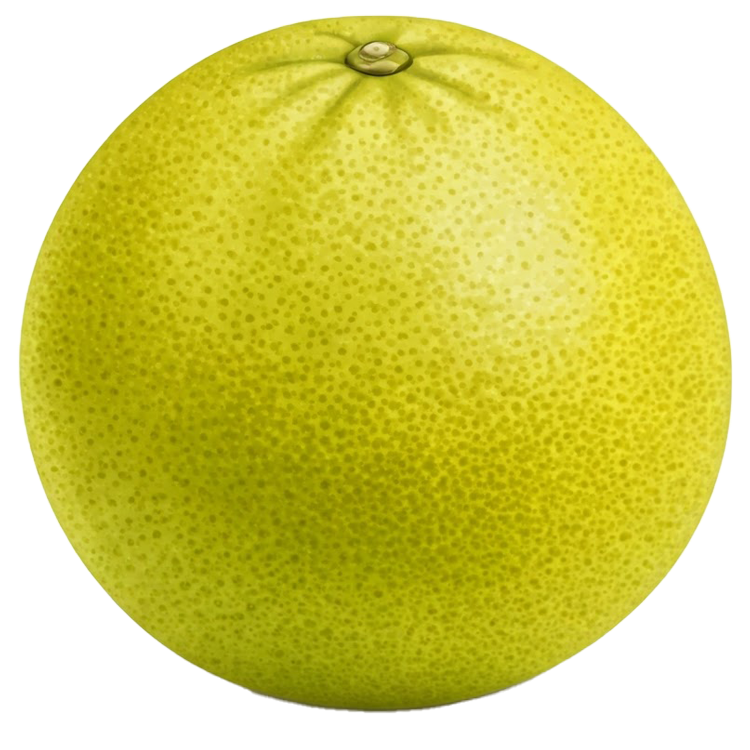 pomelo แปลว่า ส้มโอ