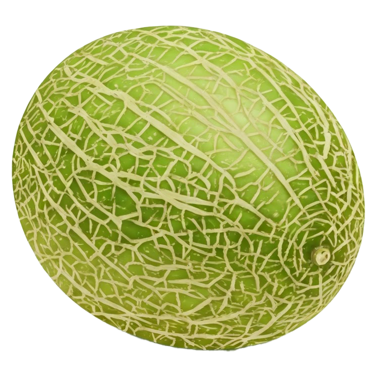 melon แปลว่า เมลอน