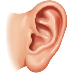 ear