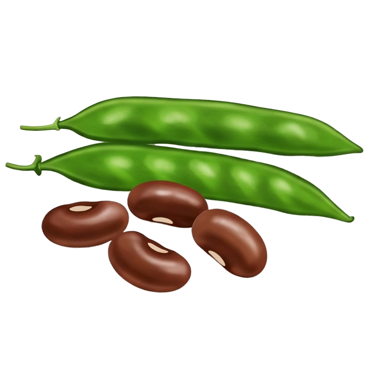 bean แปลว่า ถั่ว