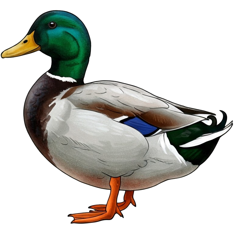 duck แปลว่า เป็ด