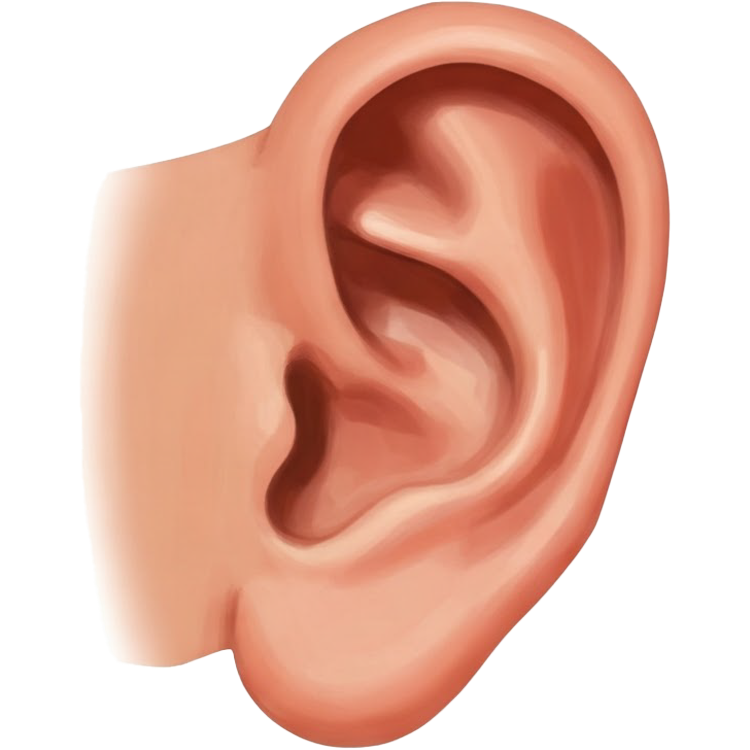 ear แปลว่า หู