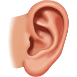ear