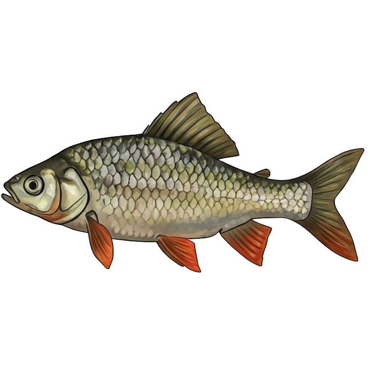 fish แปลว่า ปลา