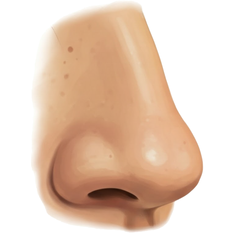 nose แปลว่า จมูก