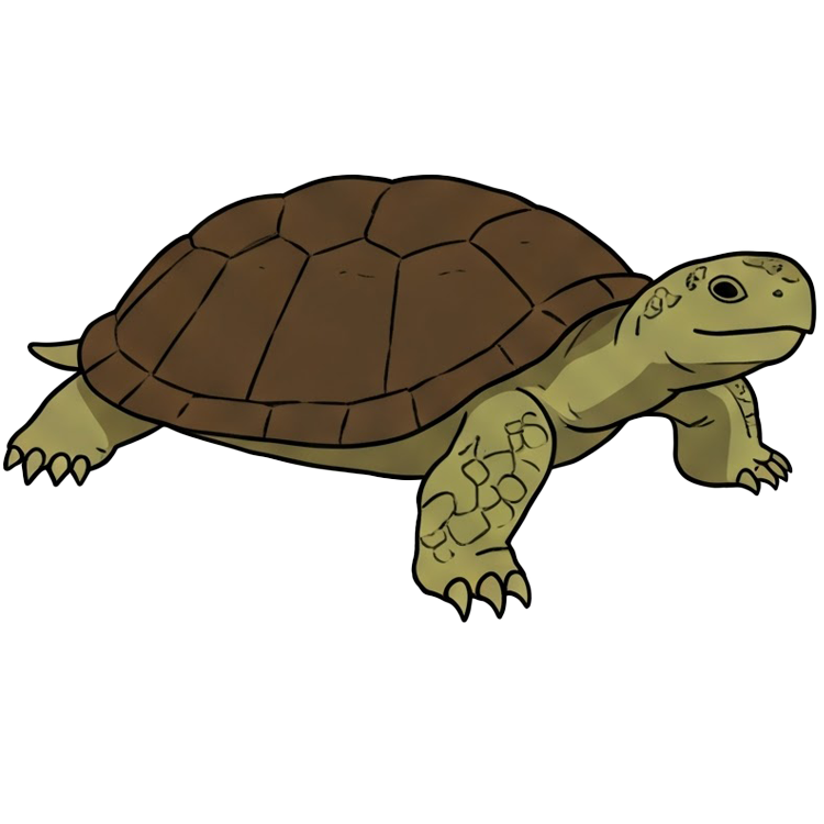 turtle แปลว่า เต่า