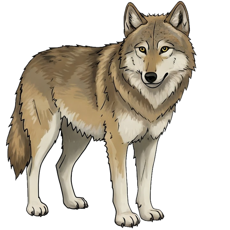 wolf แปลว่า หมาป่า