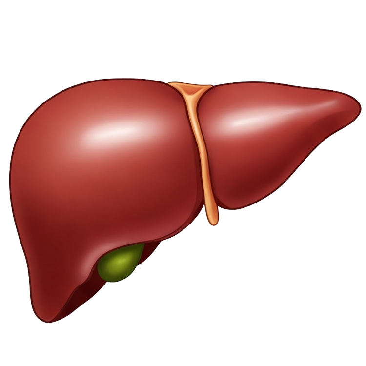 liver แปลว่า ตับ