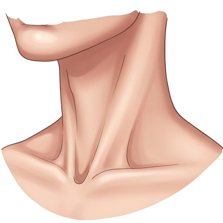 neck แปลว่า คอ