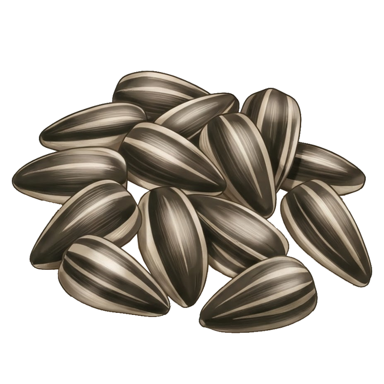 sunflower แปลว่า เมล็ดดอกทานตะวัน