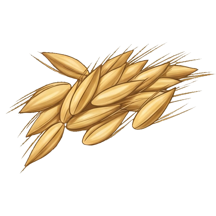 barley แปลว่า เมล็ดข้าวบาร์เลย์