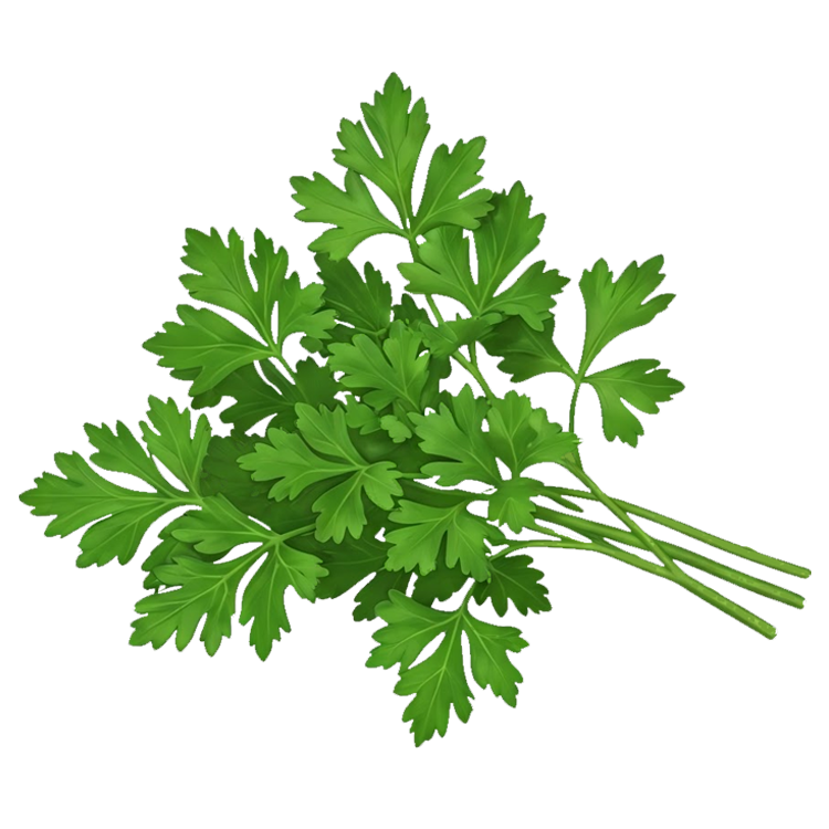 parsley แปลว่า ผักชีฝรั่ง