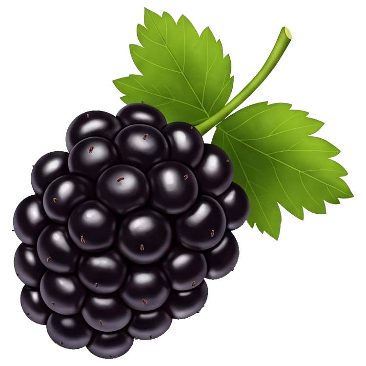 blackberry แปลว่า แบล็คเบอร์รี่