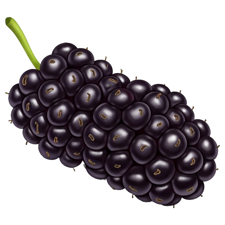 black mulberry แปลว่า แบล็คมัลเบอร์รี่