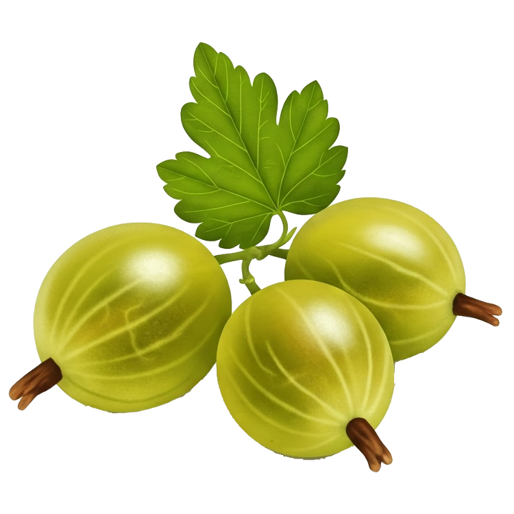gooseberry แปลว่า กูซเบอร์รี่