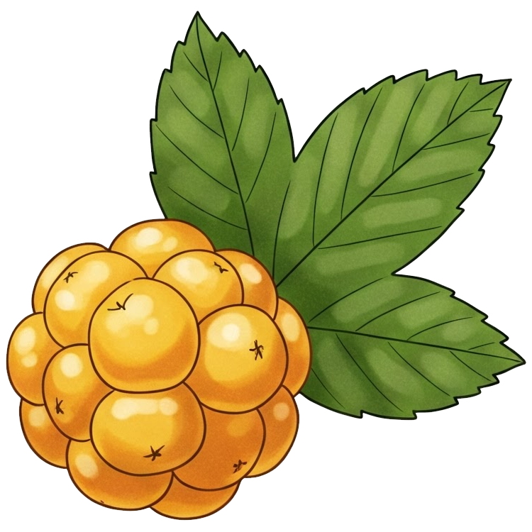 cloundberry แปลว่า คลาวด์เบอร์รี่