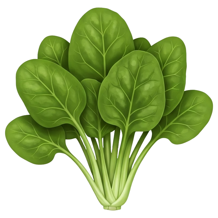 spinach แปลว่า ผักขม