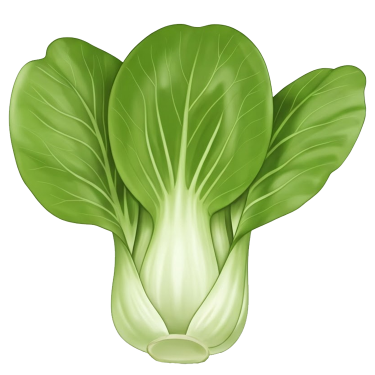 pak choi แปลว่า ผักกาดกวางตุ้ง