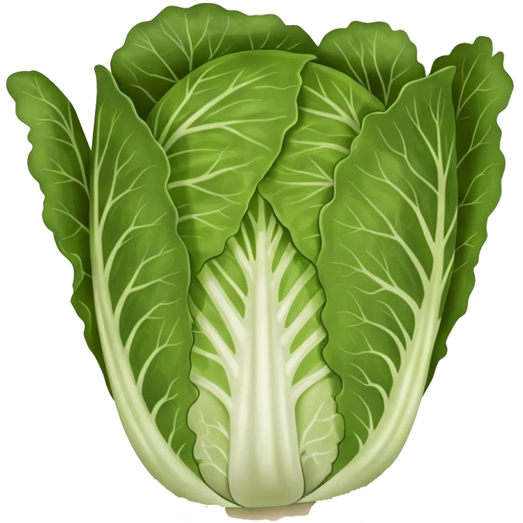 chinese cabbage แปลว่า ผักกาดขาวปลี