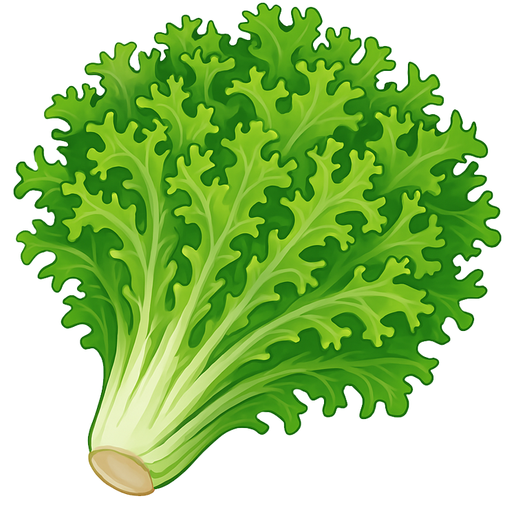 curly endive แปลว่า สลัดฝอยทอง