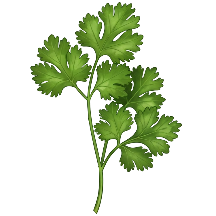 cilantro แปลว่า ผักชี